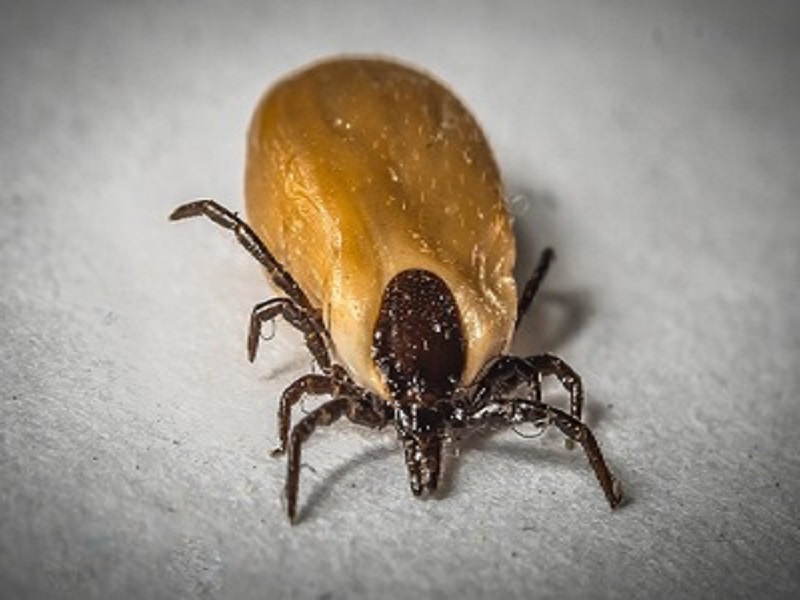 Achte gut auf deinen Hund, wenn es um Zecken, Milben und Parasiten geht. Checke sein Fell regelmäßig, besonders nach Spaziergängen im Gras oder Wald. Verwende vorbeugende Mittel, um ihn zu schützen. Bei Anzeichen von Unwohlsein oder Hautirritationen, hilft Floh- und Zeckenabwehrmittel von Reico.