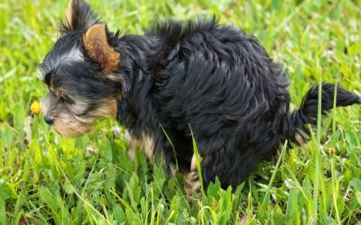 Reico Pro 5 kann deinem Hund bei Durchfall auf natürliche Weise helfen.