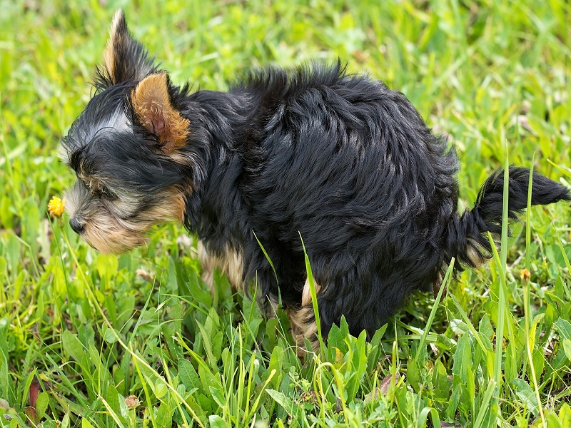 Reico Pro 5 kann deinem Hund bei Durchfall auf natürliche Weise helfen.