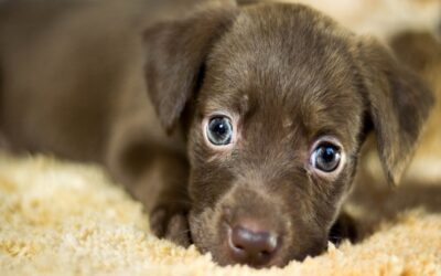 Ein Hund benötigt Futter, Wasser, regelmäßige Tierarztbesuche, Bewegung, Liebe, Training, Spielzeug, einen sicheren Rückzugsort, Pflege, Sozialisation, Impfungen und eine geeignete Umgebung.