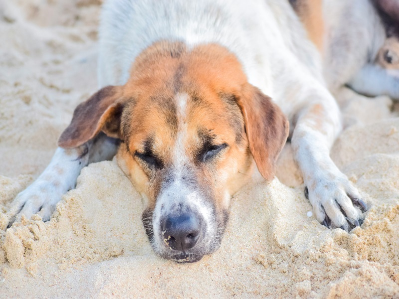 Hitzschlag beim Hund: Symptome, Behandlung & Erste Hilfe