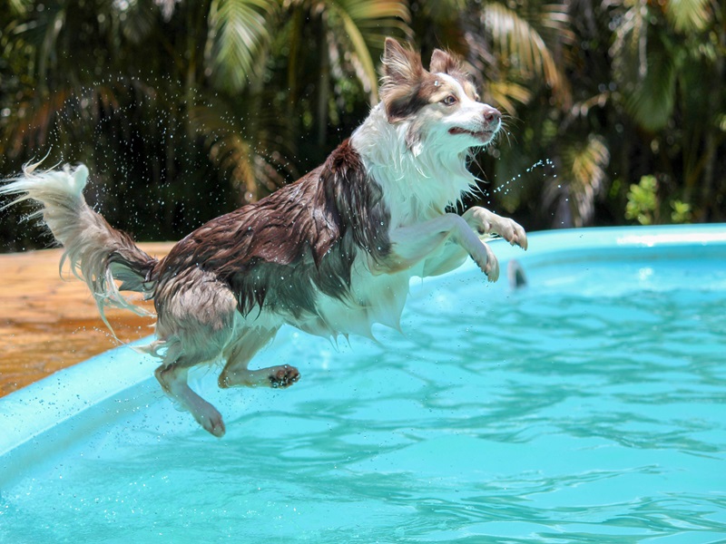 Hunde im Sommer: Was du beachten musst
