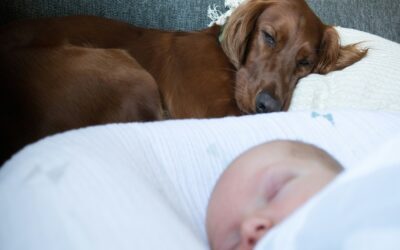 Die Entscheidung, einen Hund in die Familie aufzunehmen, ist eine aufregende und freudige Zeit. Besonders wenn Kinder im Haushalt sind, kann dies zu einer wertvollen und bereichernden Erfahrung für alle Beteiligten werden.
