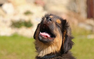 Mundgeruch bei Hunden kann ein Zeichen für ernsthafte Gesundheitsprobleme sein