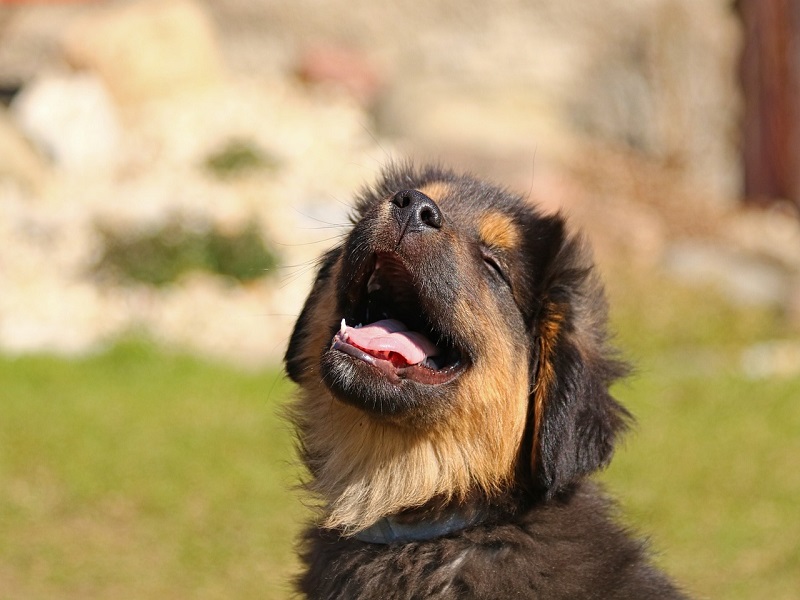 Mundgeruch bei Hunden: Ursachen, Diagnose und Behandlung