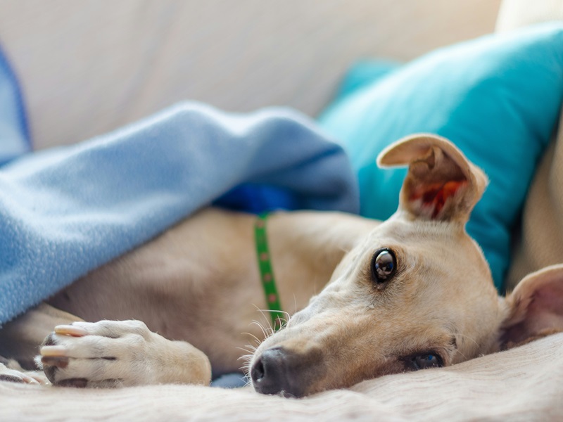 Epilepsie beim Hund: Ein umfassender Leitfaden für Hundehalter
