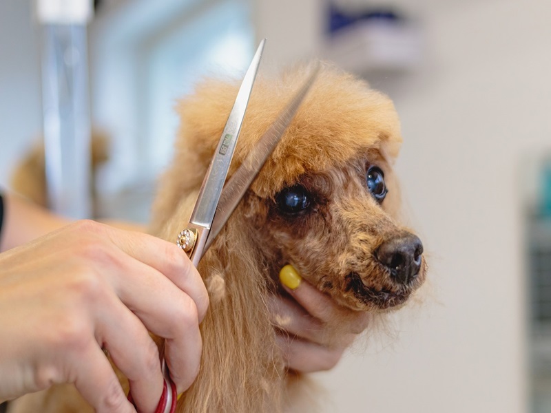 In diesem Artikel erfährst du, was ein Hundesalon bietet, warum regelmäßige Besuche sinnvoll sind und worauf du bei der Wahl des richtigen Salons achten solltest.