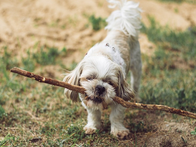 Dein Hund knabbert Schuhe, Möbel oder sogar Dinge an, die gar nicht für ihn bestimmt sind? Vielleicht frisst er draußen alles, was er findet, von Stöcken über Plastikteile bis hin zu fragwürdigen Essensresten?