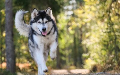 Mit der richtigen Berechnung kannst du besser verstehen, in welcher Lebensphase sich dein Hund befindet, und gezielt auf seine Bedürfnisse eingehen.