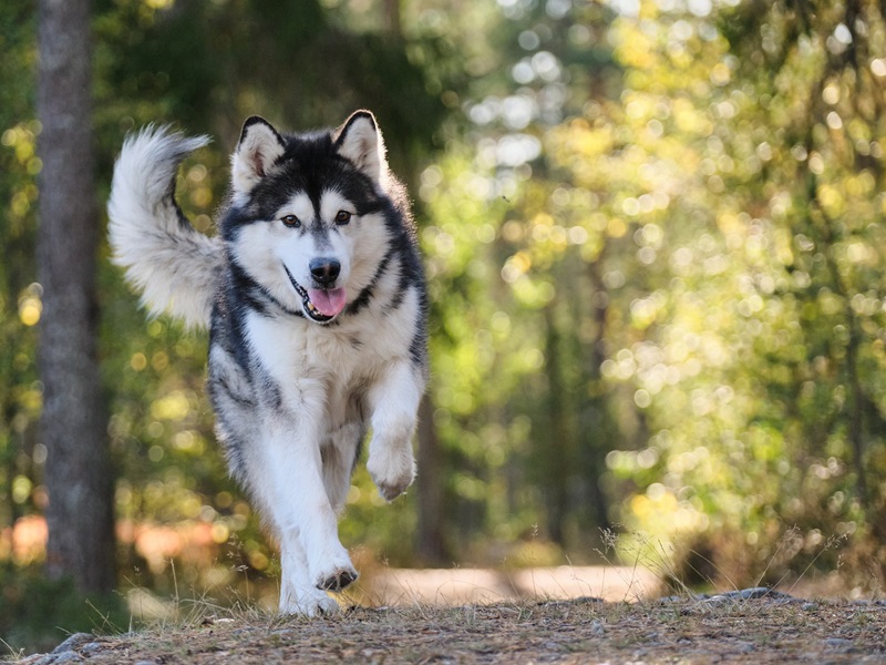 Mit der richtigen Berechnung kannst du besser verstehen, in welcher Lebensphase sich dein Hund befindet, und gezielt auf seine Bedürfnisse eingehen.