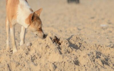 Warum frisst mein Hund Kot? Ursachen, Gründe und Hilfestellungen