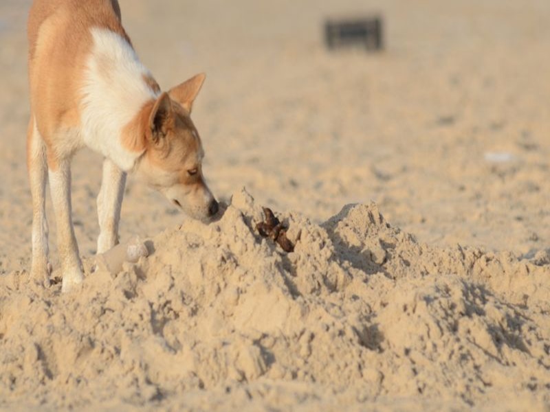 Warum frisst mein Hund Kot? Ursachen, Gründe und Hilfestellungen